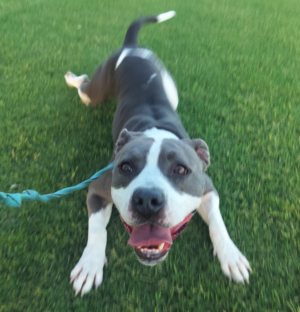 Bubba, a grey and white bluenose pitbull dog for adoption in las vegas nevada