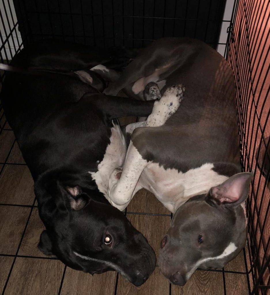 Batsy and bubba- bonded pitbull dogs for private adoption san diego ca
