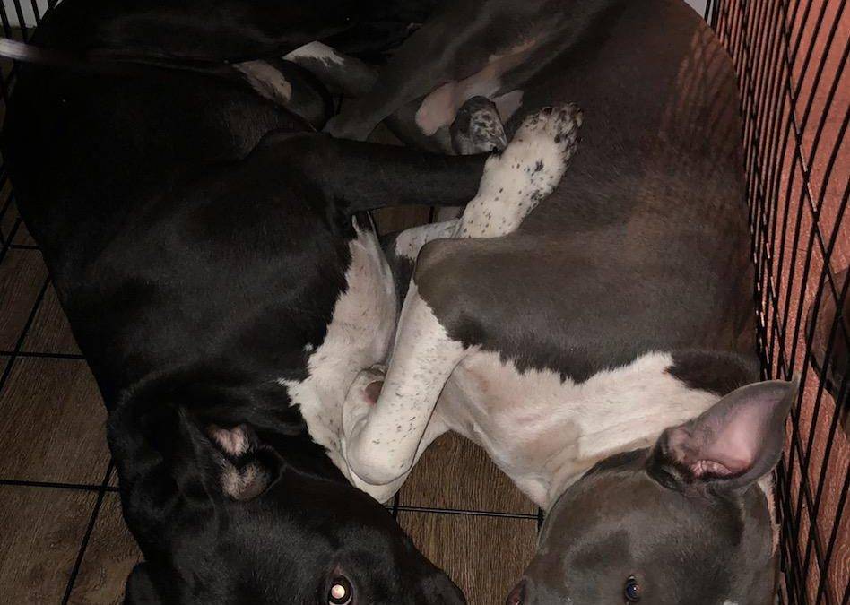 American Pit Bull Terrier Dogs For Private Adoption in San Diego California – Adopt Batsy and Bubba