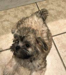 Cosette - Zuchon Puppy For Adoption Medford NY