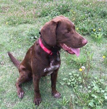 English springer spaniel labrador retriever mix dog for adoption in littleton colorado