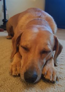 Jax - lab mix dog for adoption chandler az