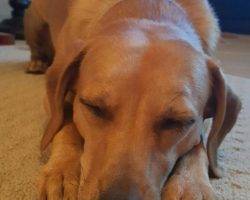 Jax - lab mix for adoption chandler az