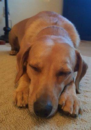 Jax - Lab Mix For Adoption Chandler AZ