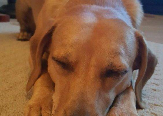 Jax - Lab Mix For Adoption Chandler AZ