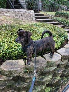 Austin tx – dachshund mix dog for private adoption – meet dez