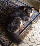 Australian Border Collie Dog For Private Adoption Memphis TN