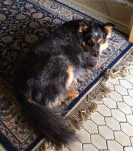 Memphis tn – australian shepherd border collie mix dog for private adoption – meet juddbear