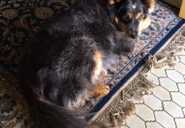Memphis tn – australian shepherd border collie mix dog for private adoption – meet juddbear