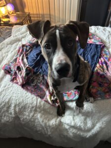 Pre-loved boxer mix dog for adoption by owner in colorado springs colorado – meet mickey
