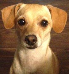 Adorable Whippet Mix For Adoption In San Diego