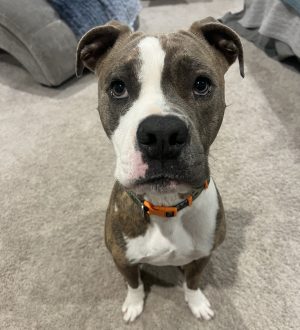 Boxer dog for adoption in Argyle Texas – Meet Rocky