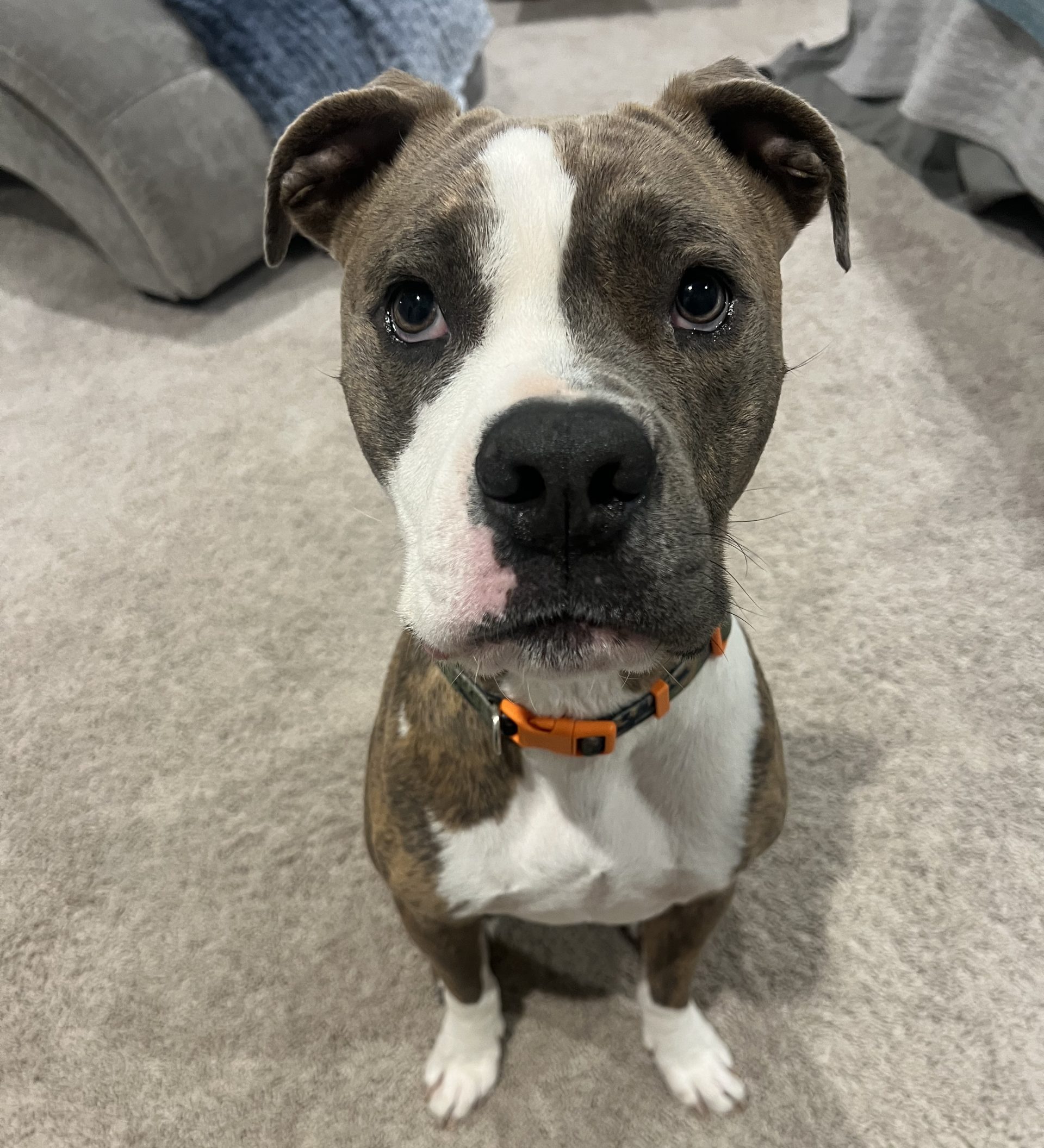 Boxer dog for adoption in Argyle Texas – Meet Rocky