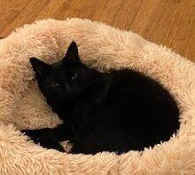 Cute Black Cat For Adoption in Seattle Wa