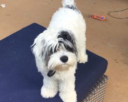 Cockapoo puppy for adoption in hoover, alabama