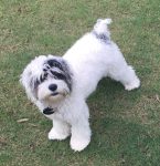 adorable cockapoo puppy for adoption in birmingham alabama