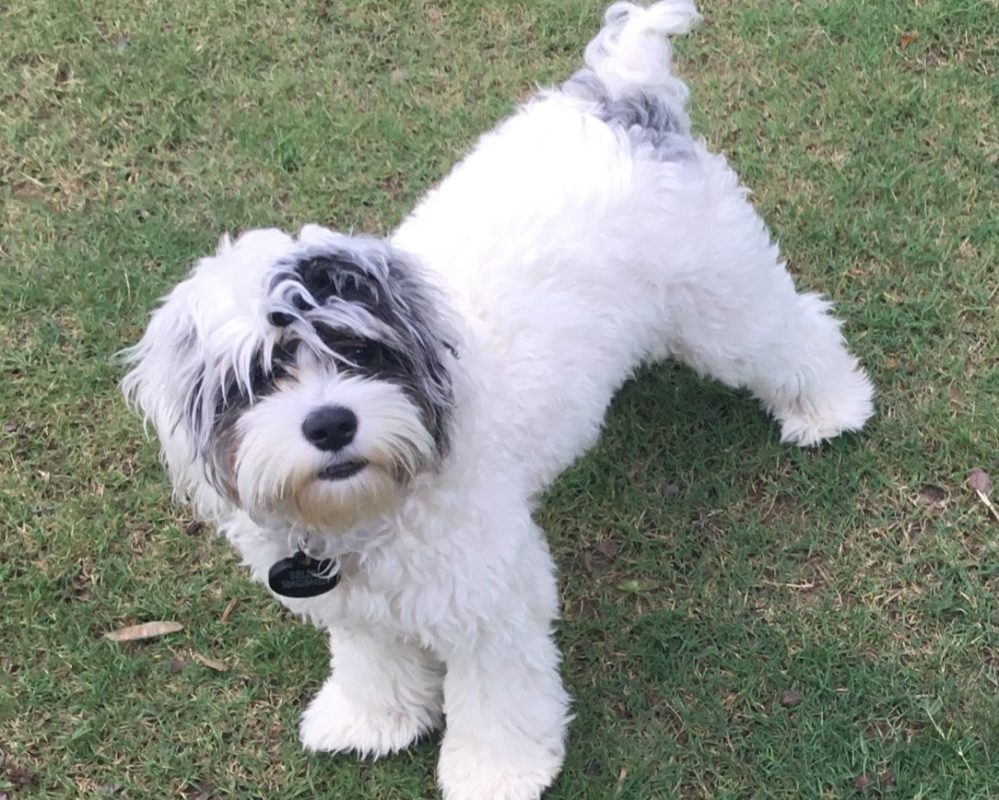 adorable cockapoo puppy for adoption in birmingham alabama