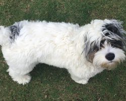 Cockapoo puppy for adoption in hoover, alabama