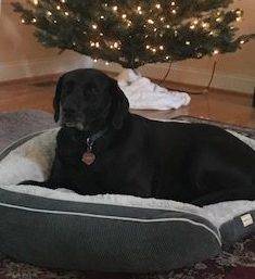 Camry - purebred black labrador retriever for adoption greenville nc