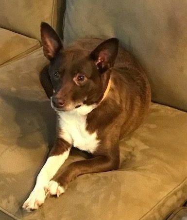 Shipperke Chihuahua Mix Dog For Adoption Baltimore MD – Adopt Coco Today