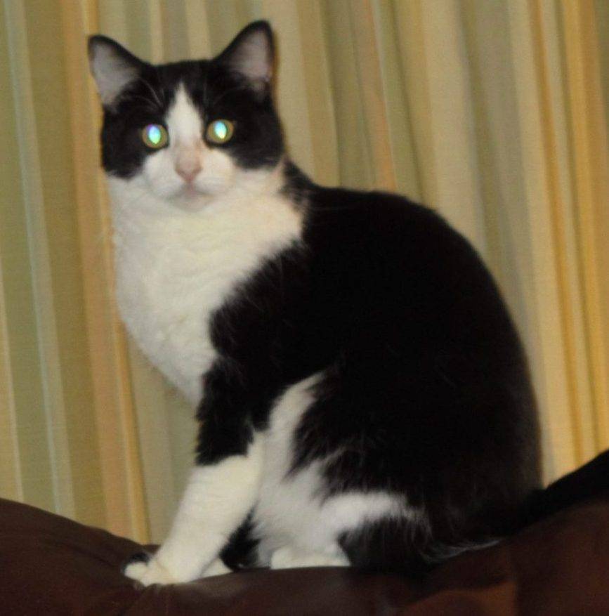 Black white tuxedo cat for adoption atlanta ga – adopt tom today!