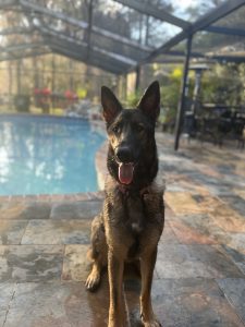 german shepherd dog for adoption in tampa fl Photo german shepherd dog for adoption in tampa fl
