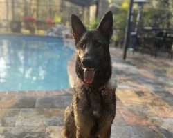 German shepherd dog for adoption in tampa fl