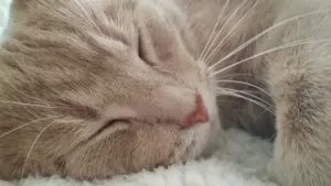 Declawed orange tabby cat for adoption in louisville ky – meet dexter