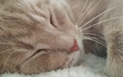 Declawed orange tabby cat for adoption in louisville ky – meet dexter