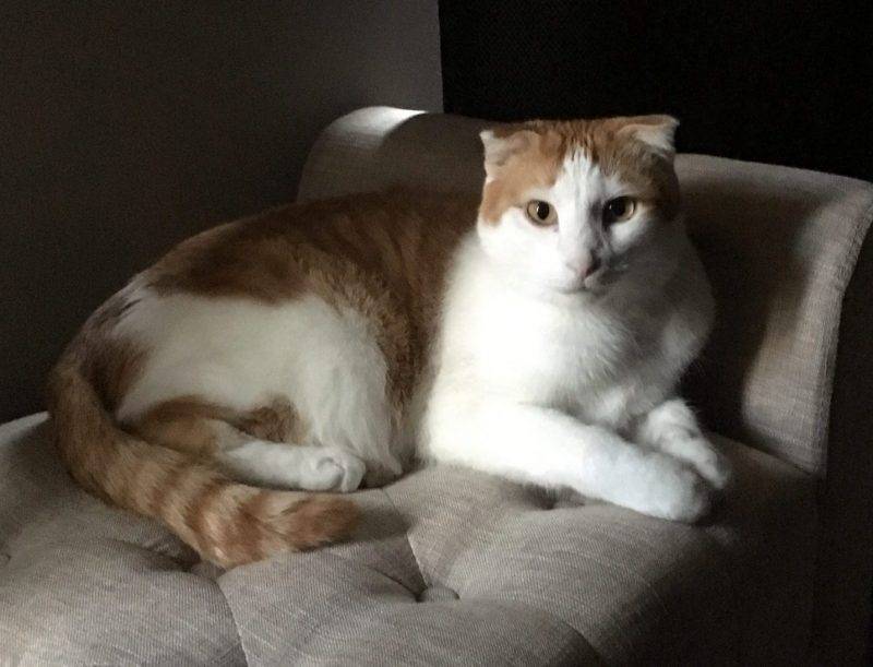 ADOPTED Scottish Fold Cat in Stow Ohio – Meet Chase
