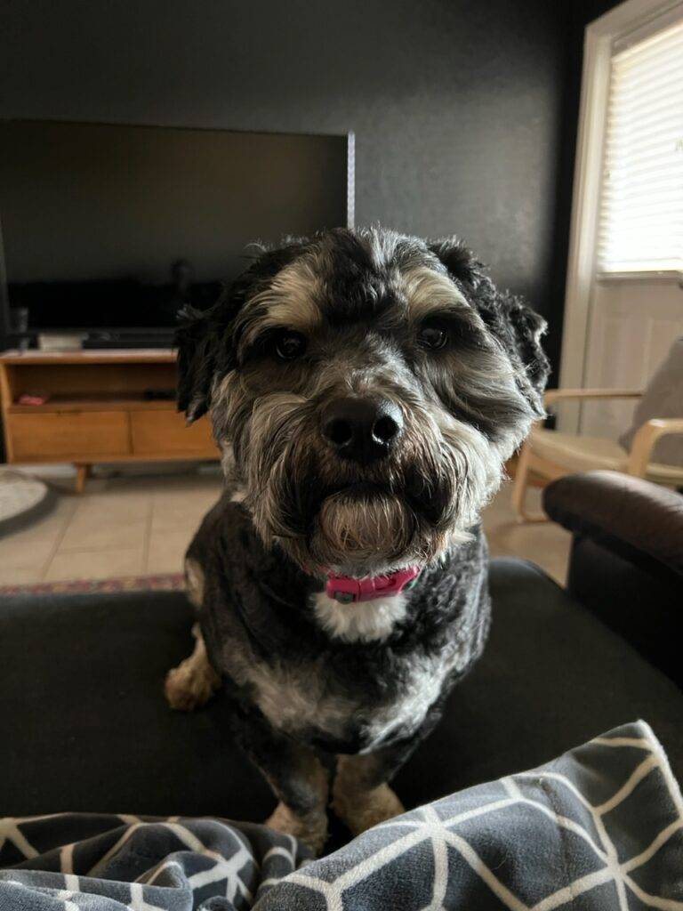 Schnoodle for adoption in san antonio texas