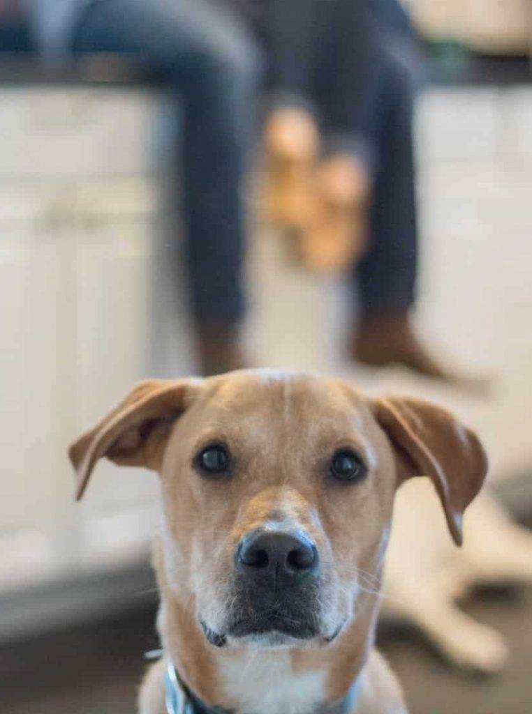 Mac - yellow lab yellow labrador retriever mix dog for adoption in houston tx