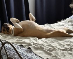 Dog for adoption in edmonton