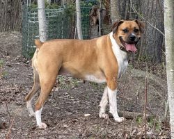 Dog for adoption in edmonton