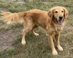 Golden retriever for adoption calgary