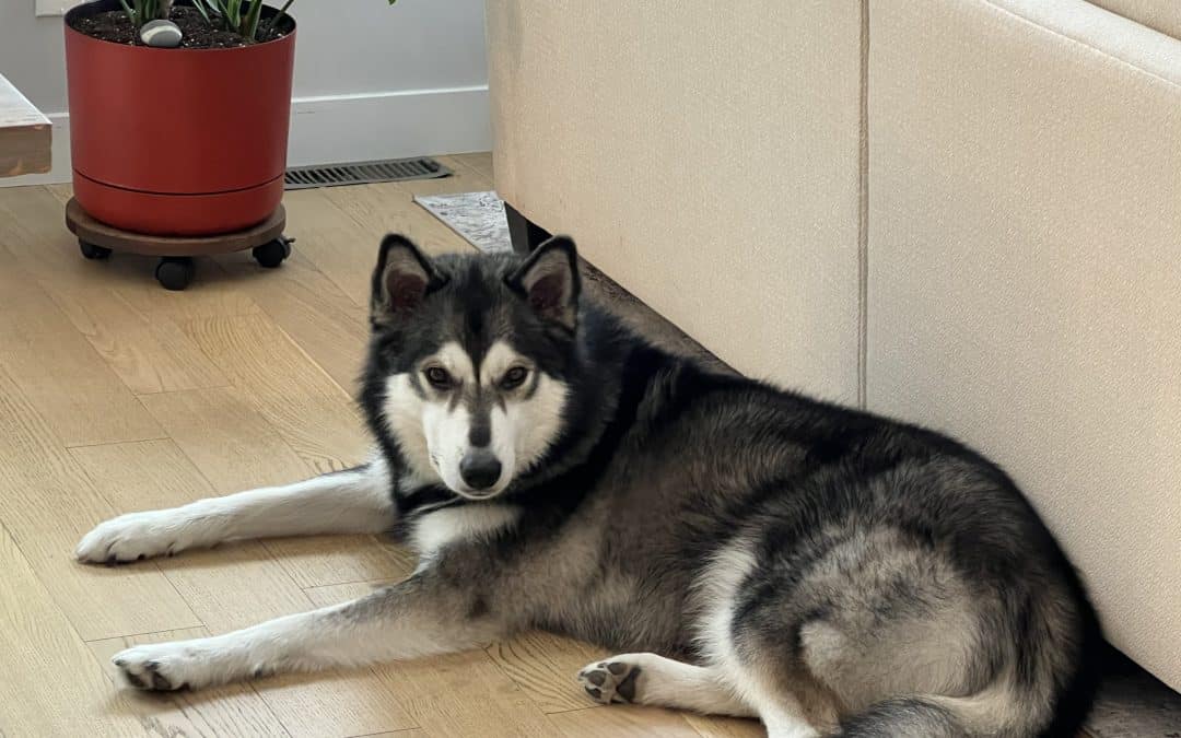 Adopted | amazing tamaskan dog for adoption in calgary area – meet kyros