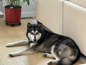 ADOPTED | Amazing Tamaskan Dog For Adoption In Calgary Area – Meet Kyros