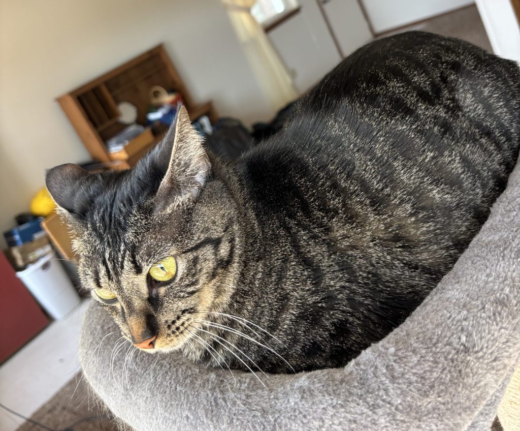 Tabby cat for adoption in norman tecumseh ok