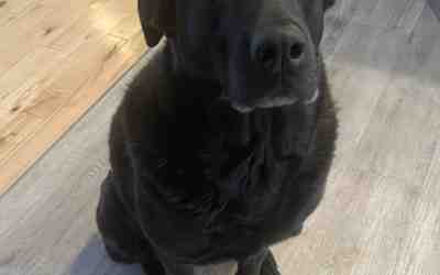 Sweet black labrador retriever mix dog for adoption in fort mcmurray ab – meet cora