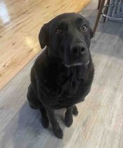 Black Labrador Retriever Mix Dog For Adoption In Fort Mcmurray Ab