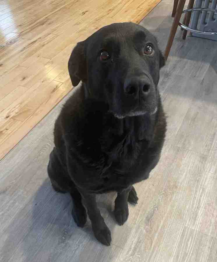 Black labrador retriever mix dog for adoption in fort mcmurray ab