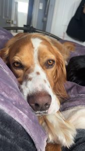 English Setter Dog For Adoption In Mount Pearl Photo English setter dog for adoption in mount pearl nl