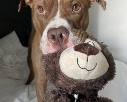 Dog for adoption in edmonton