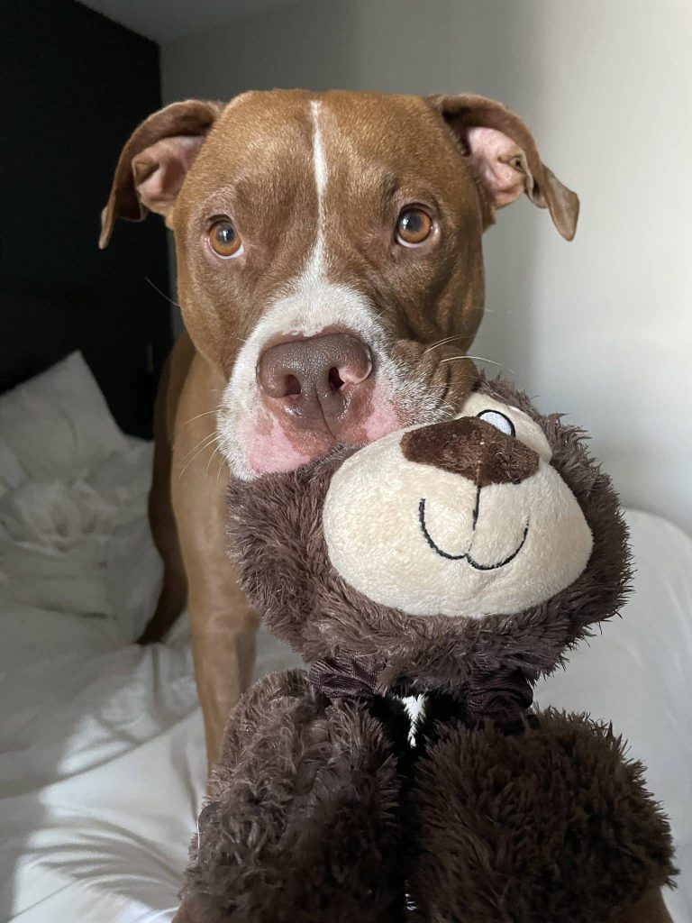dog for adoption in edmonton