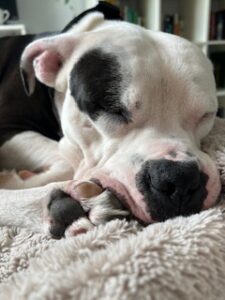 Petey, an american bulldog mix dog for adoption in conway sc, sleeping with a cute scrunched up face