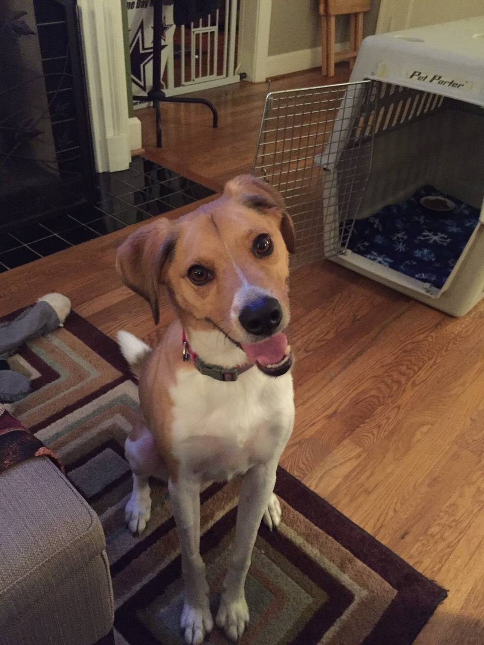 Charlie – Adorable Beagle Mix Dog – Great With Children and Dogs – Seeks Loving Forever Home Near Nashville TN – All Supplies Included