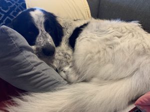 Great Pyrenees Dog for adoption Photo Great Pyrenees Dog for adoption