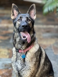 german shepherd dog for adoption in tampa fl Photo german shepherd dog for adoption in tampa fl