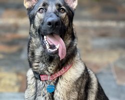 German shepherd dog for adoption in tampa fl