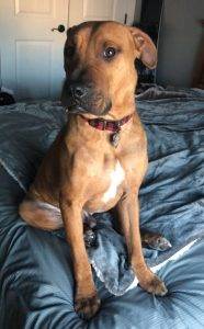 Labrador retriever chinese shar pei mix dog for adoption clarksville tn – adopt 2 yo elliot